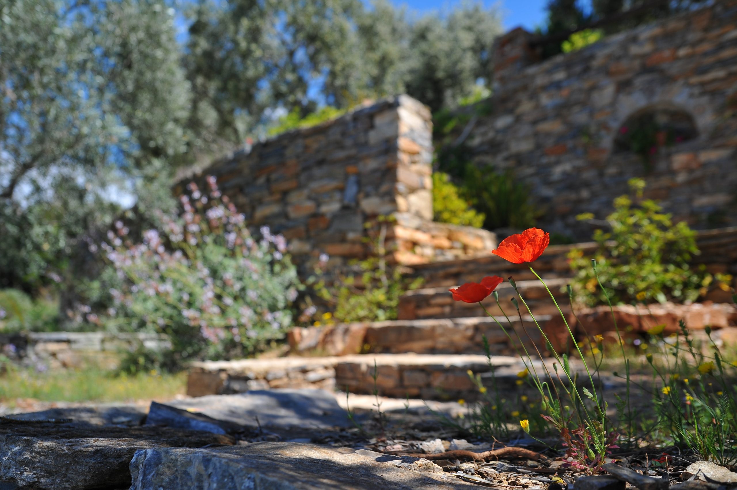 Création de jardin à Matha
